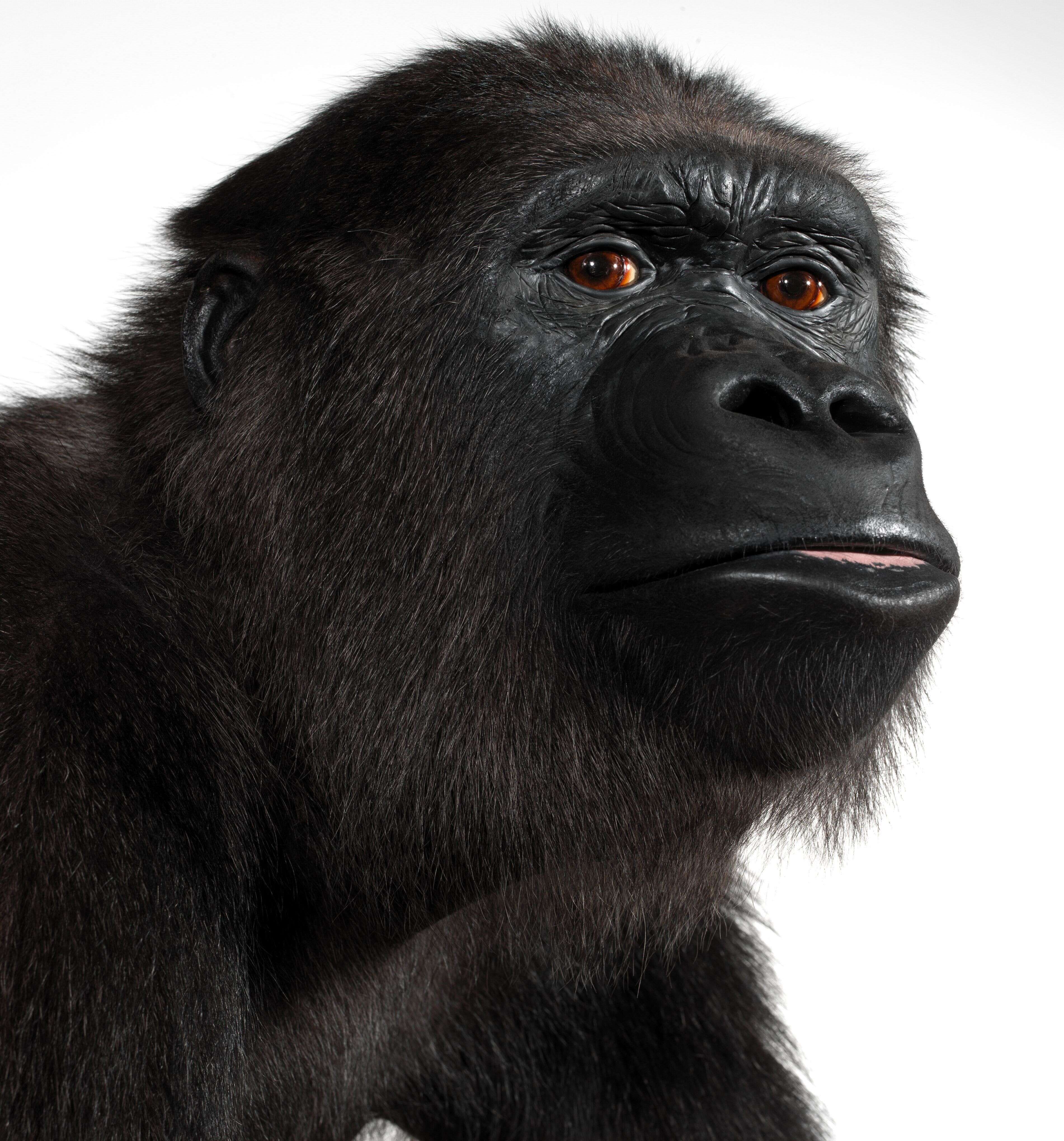 Image of Western Lowland Gorilla