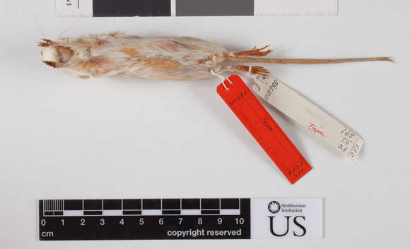 Image of Arizona pocket mouse