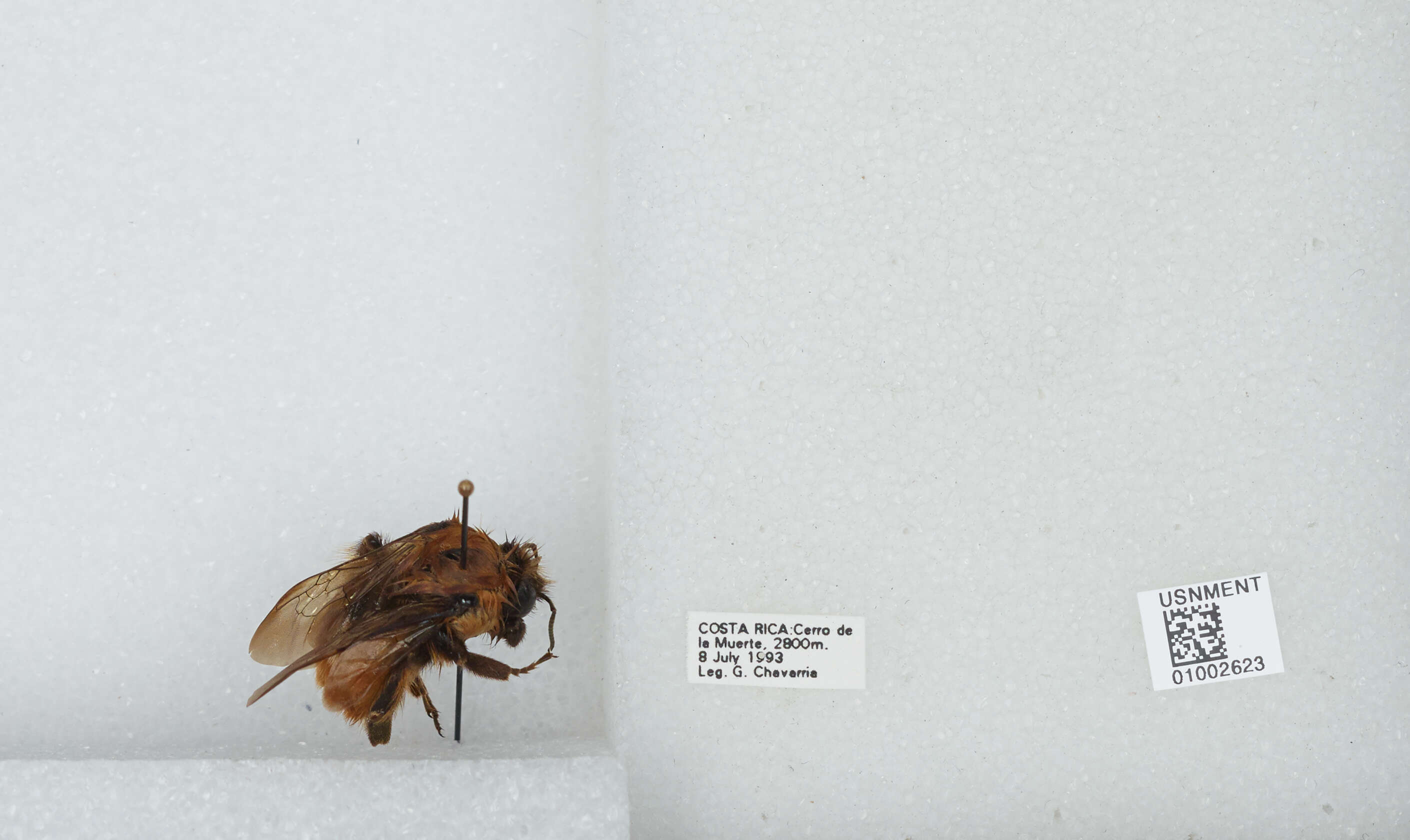 Bombus ephippiatus Say 1837 resmi