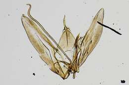 Image of Oidaematophorus arion Barnes & Lindsey 1921