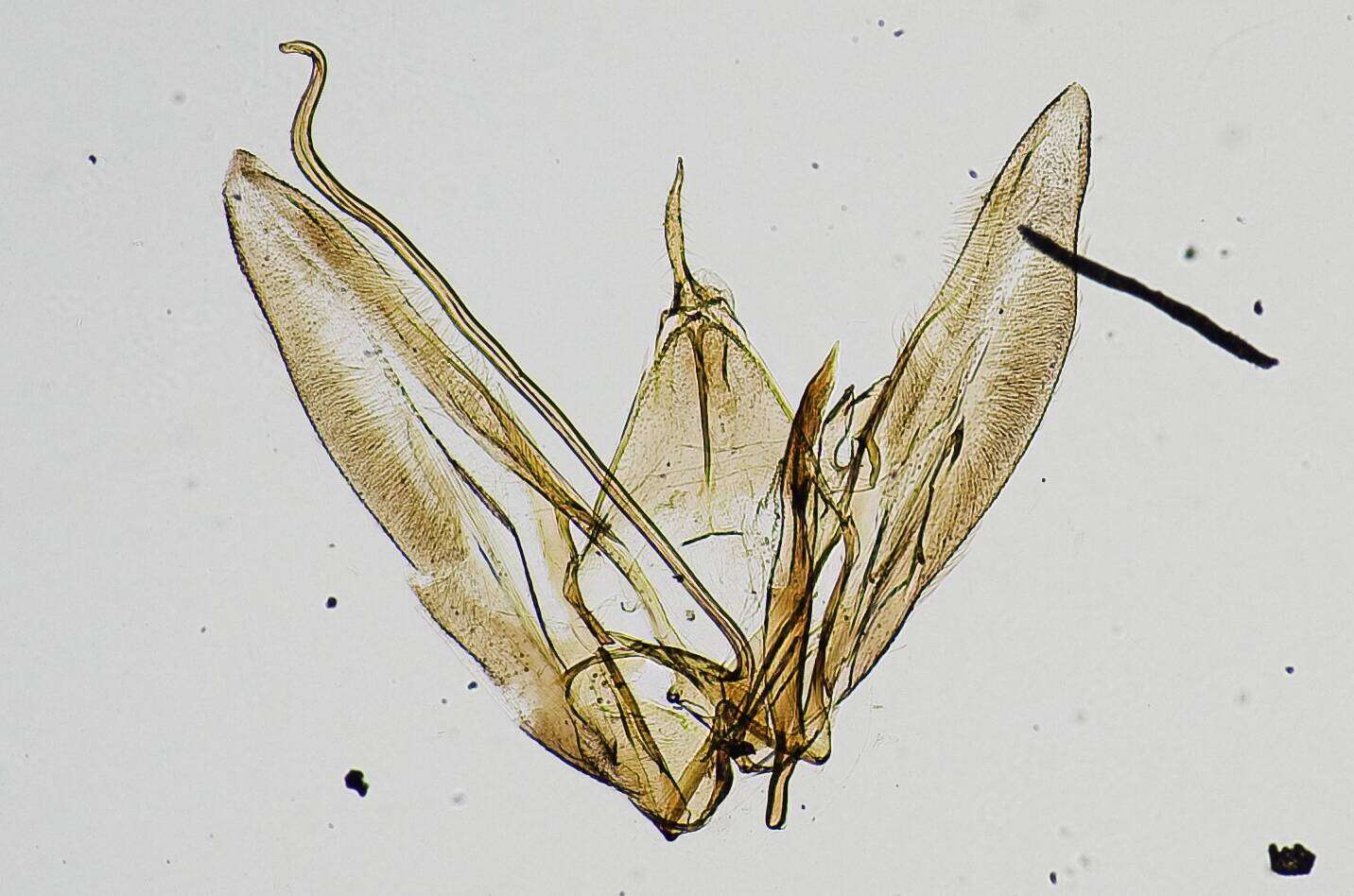 Image of Oidaematophorus arion Barnes & Lindsey 1921