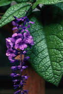 Image of Petrea bracteata Steud.