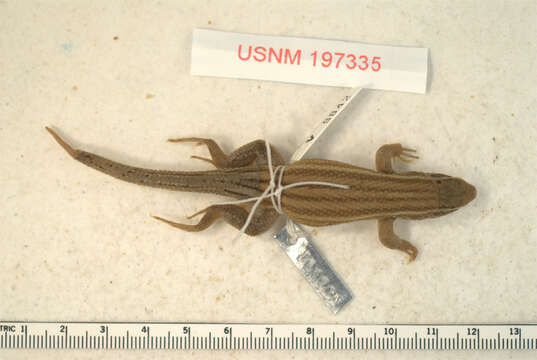 صورة Leiocephalus pratensis chimarus Schwartz 1979