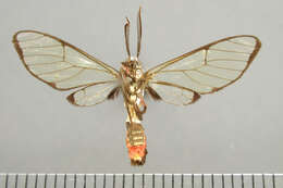 Image of Argyroeides notha Schaus 1911