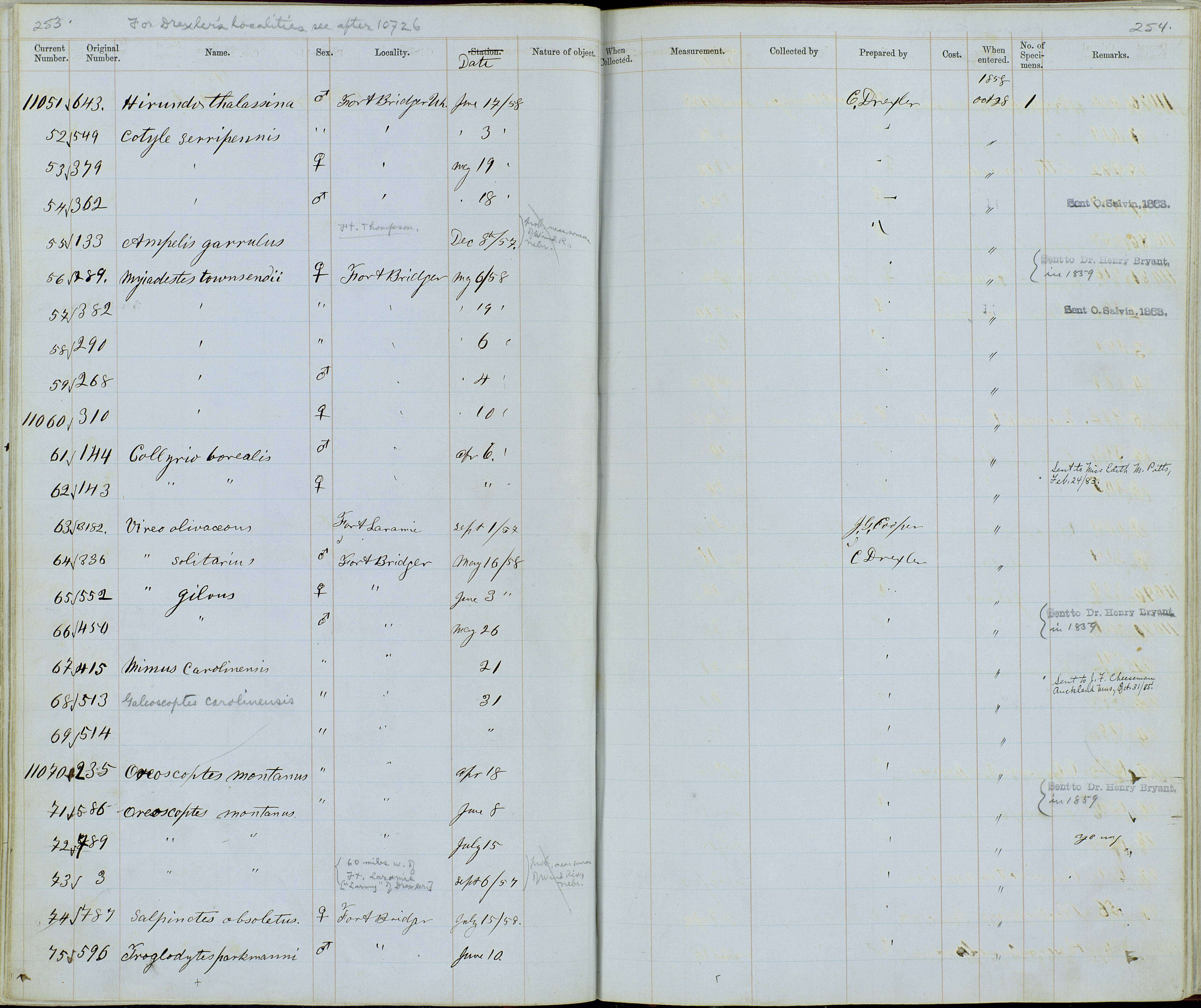 Image of Dumetella Wood & CT 1837