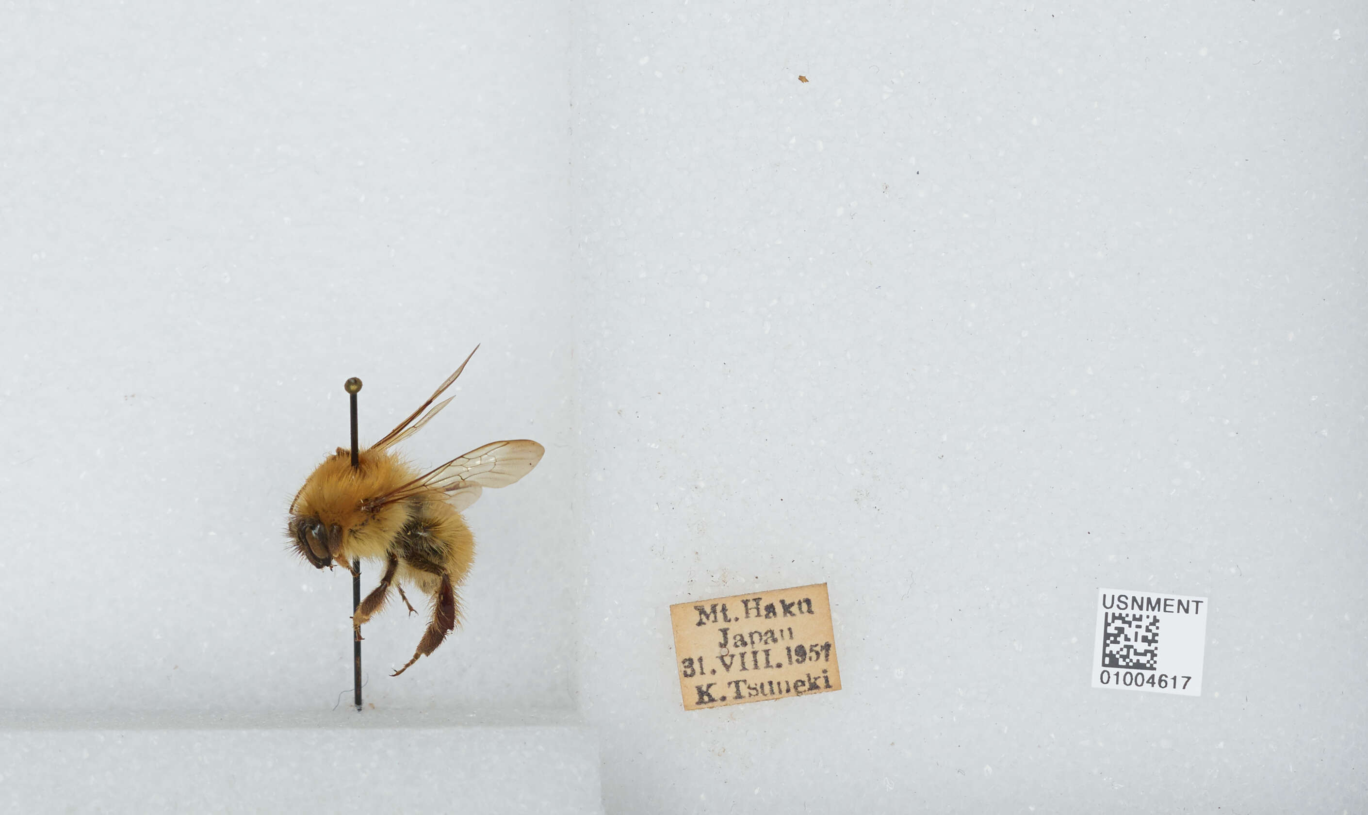 Imagem de Bombus diversus Smith 1869