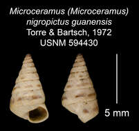 Image of Microceramus nigropictus guanensis C. Torre & Bartsch 2008