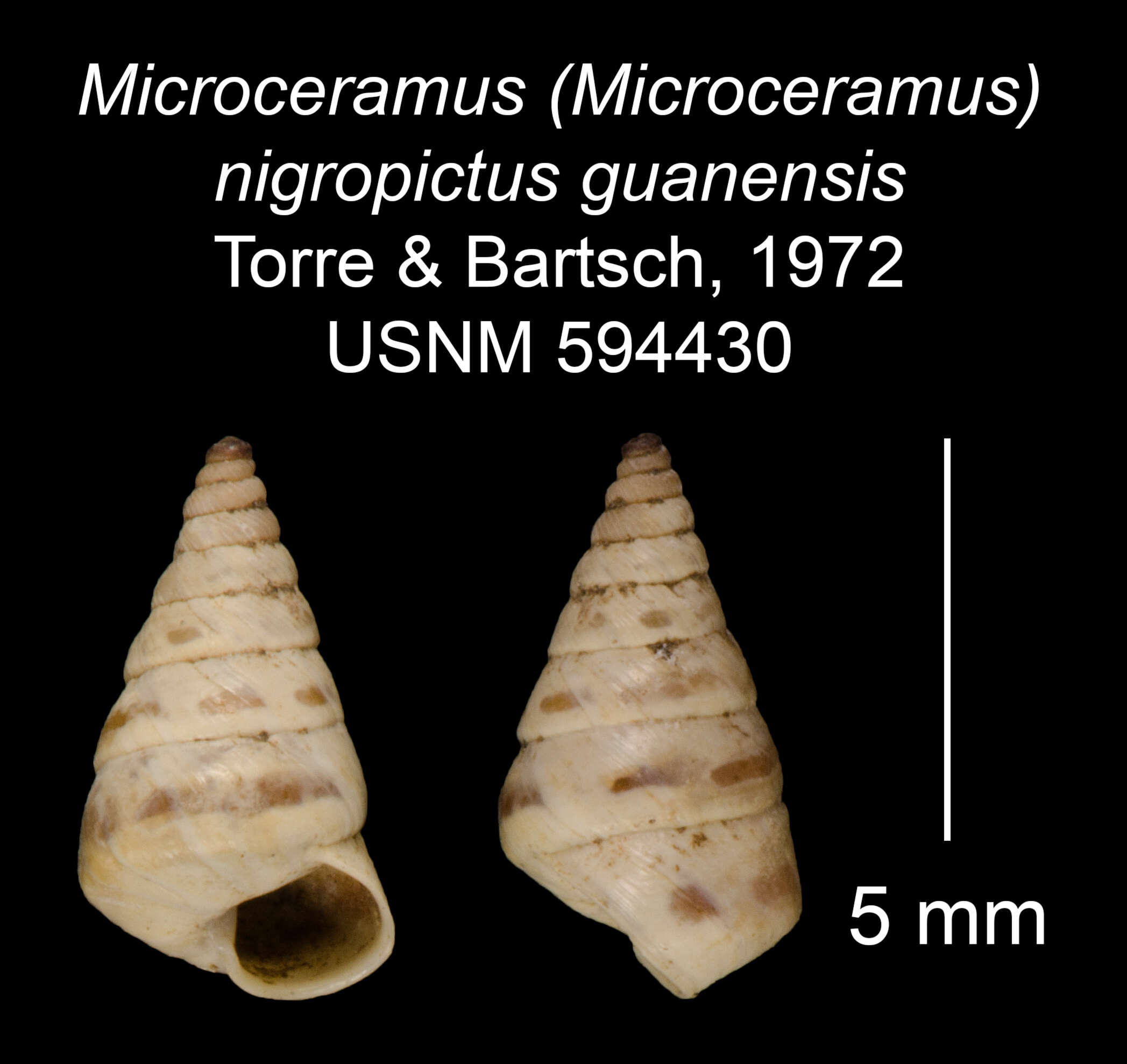 Imagem de Microceramus nigropictus guanensis C. Torre & Bartsch 2008