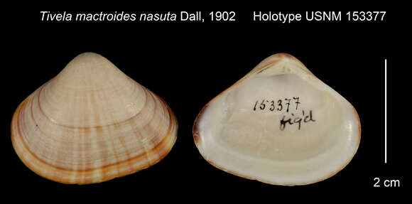 Image of Tivela mactroides (Born 1778)