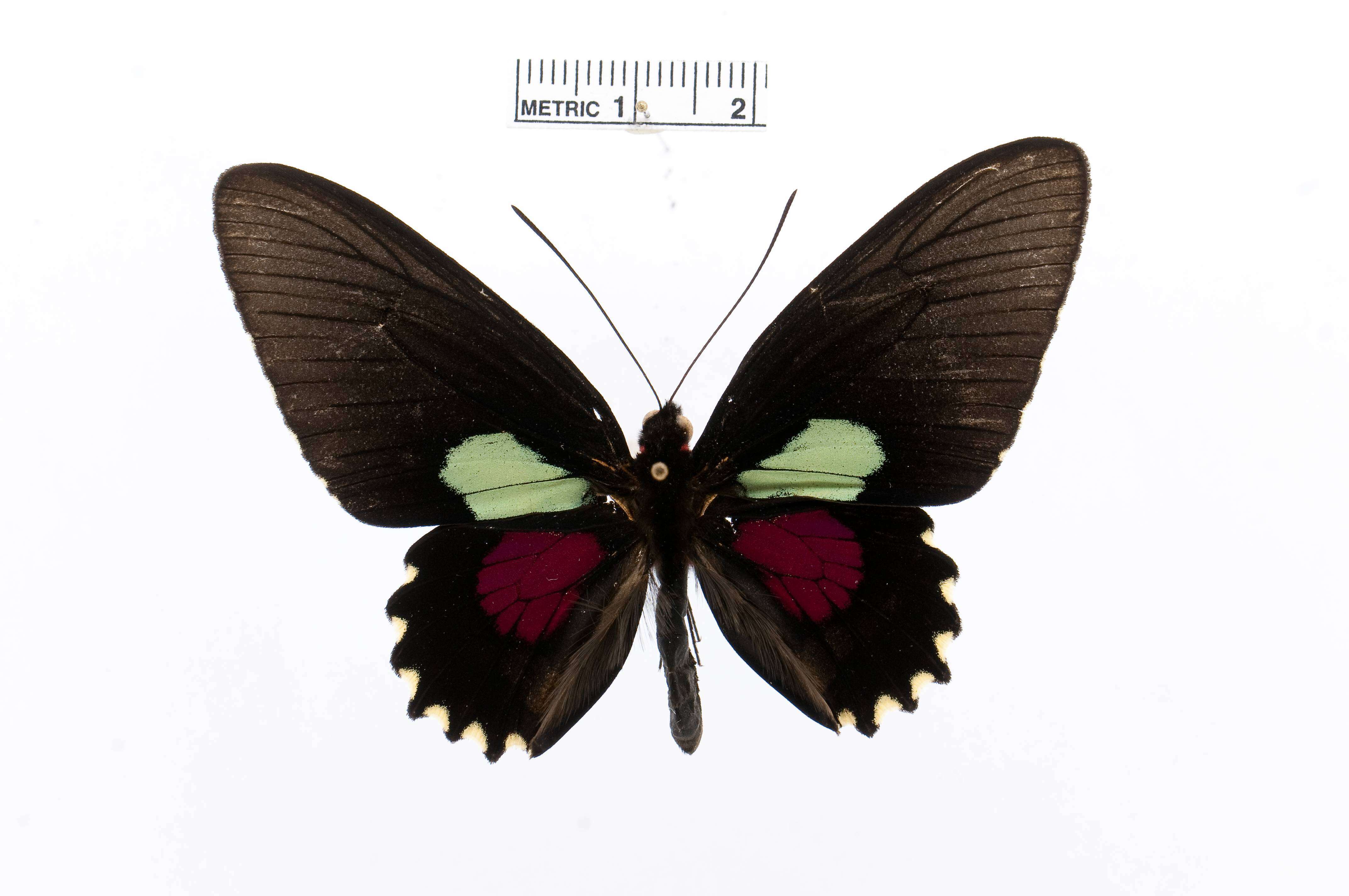 Image of Parides aeneas (Linnaeus 1758)