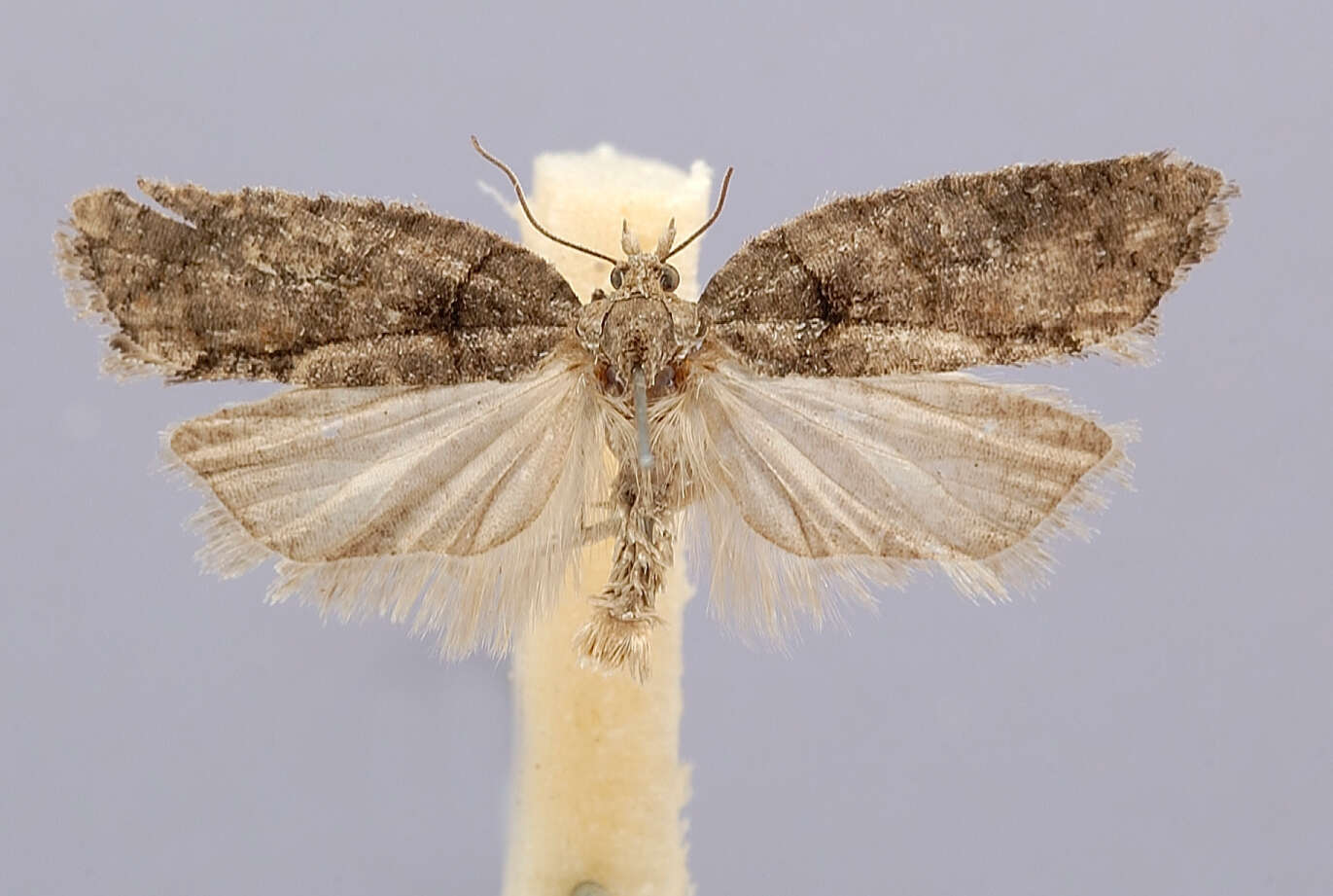 Image of Acleris nigrilineana Kawabe 1963