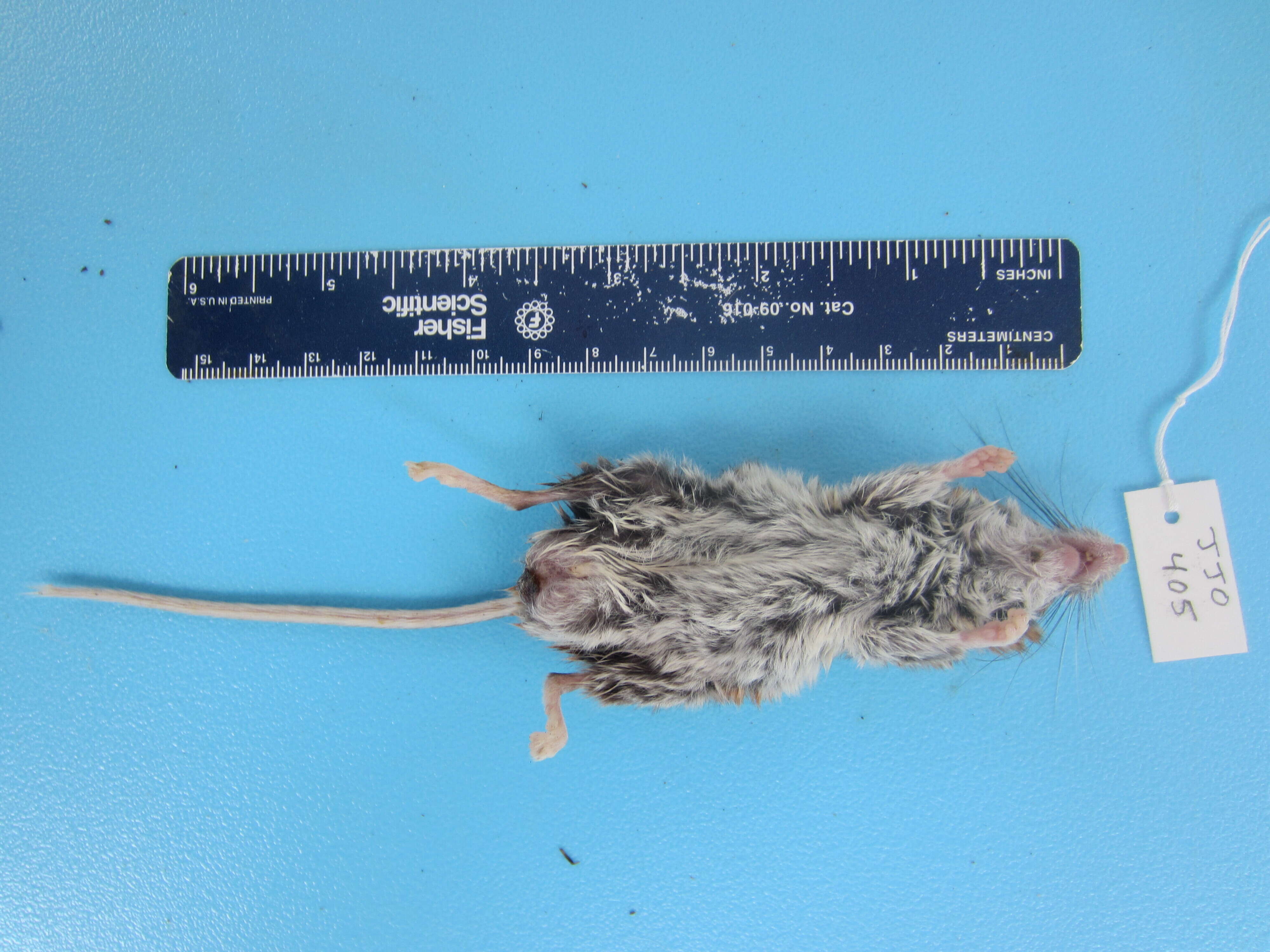 Image de Peromyscus maniculatus (Wagner 1845)