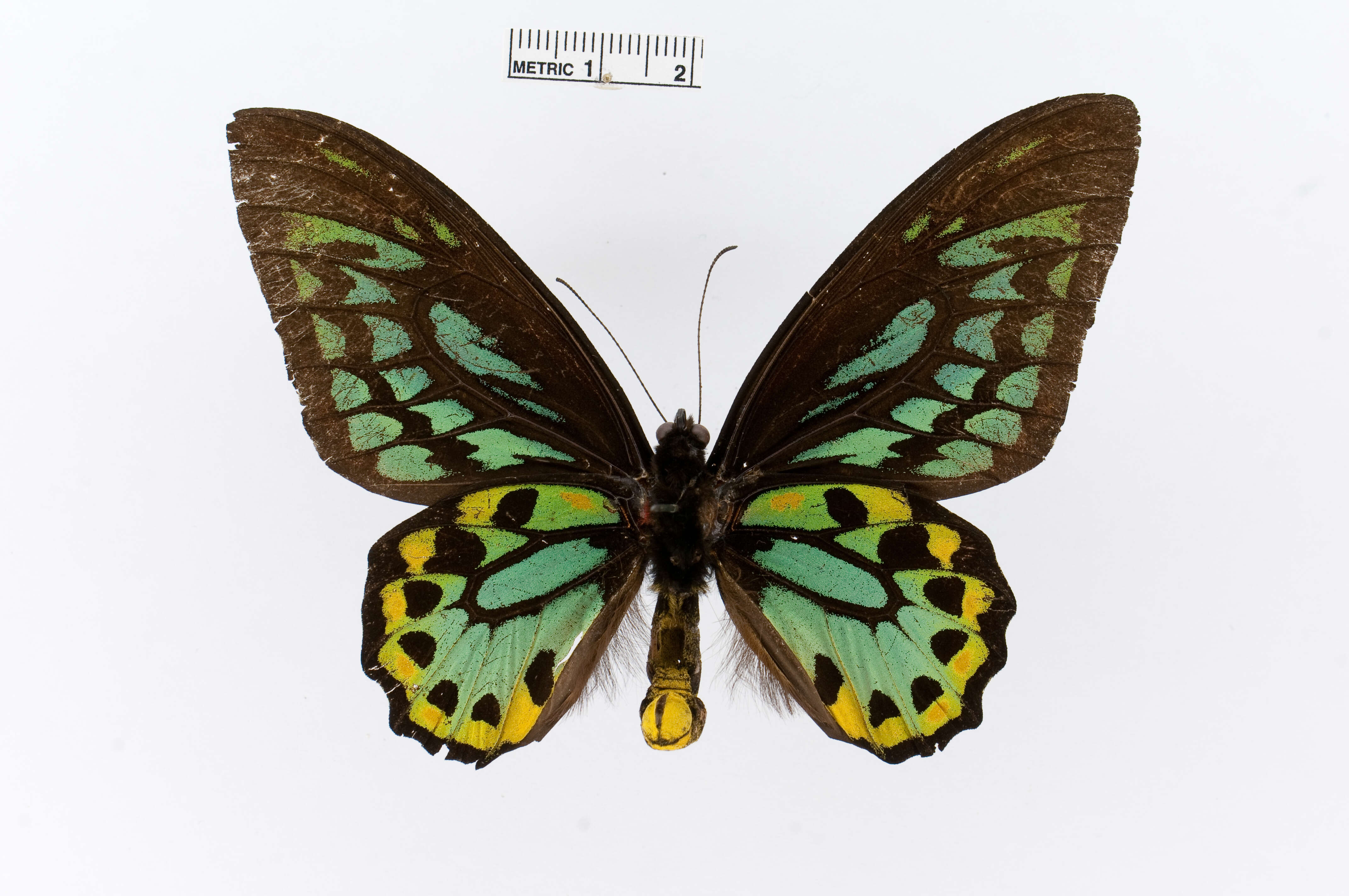 Image of Ornithoptera richmondia (Gray (1853))