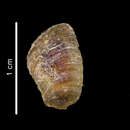 Image of Muffinbuccinum catherinae Harasewych & Kantor 2004