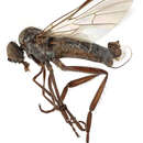 Image of Rhamphomyia pendella Bartak 2002