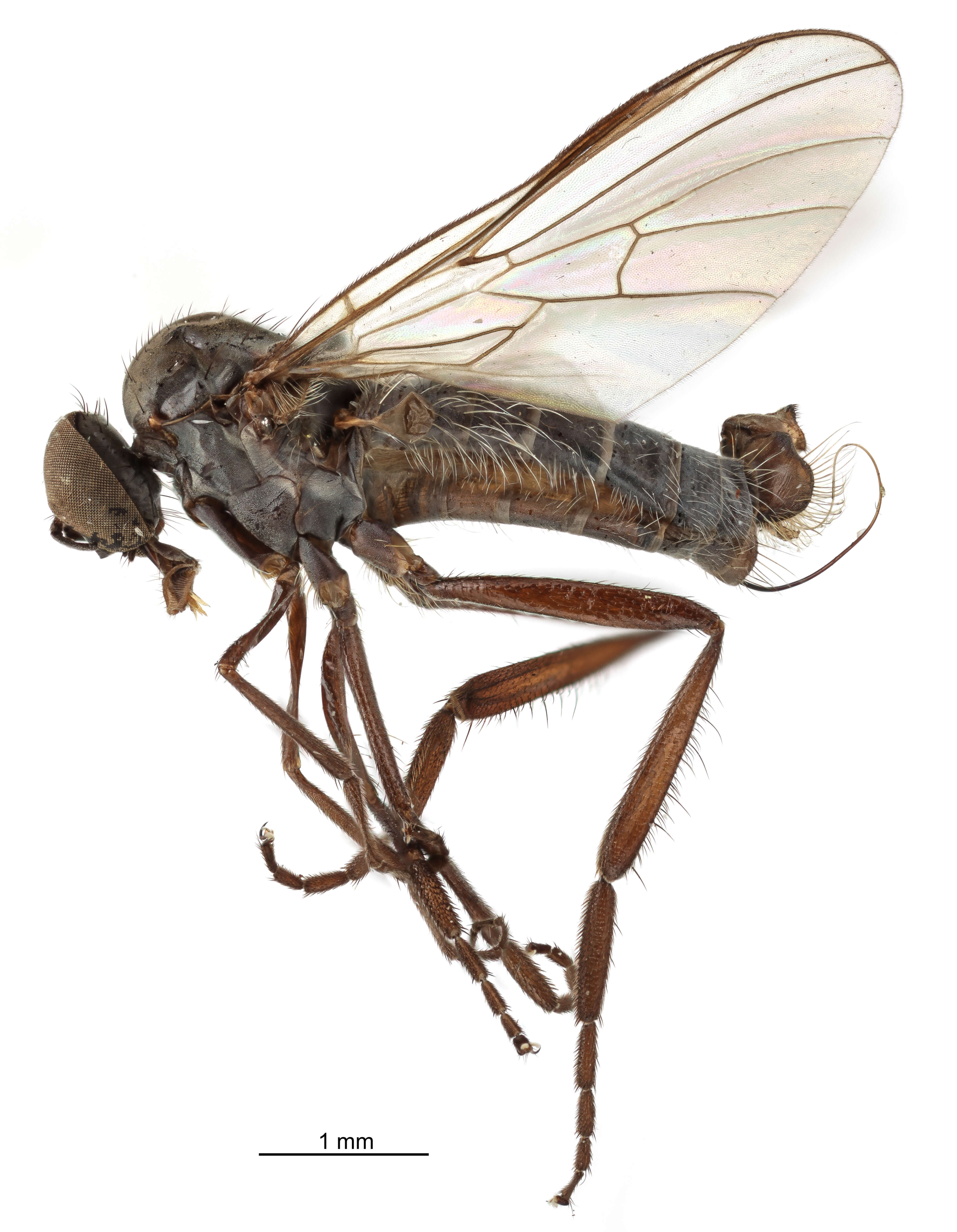 Image of Rhamphomyia pendella Bartak 2002