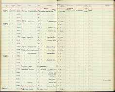 Image of Todirostrum cinereum finitimum Bangs 1904