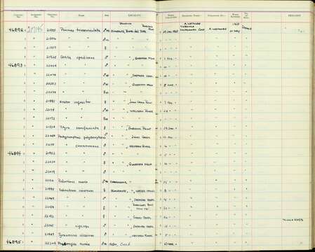 Plancia ëd Todirostrum cinereum finitimum Bangs 1904