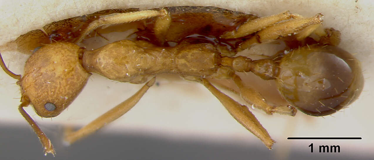 Image de Aphaenogaster kervillei Forel 1910