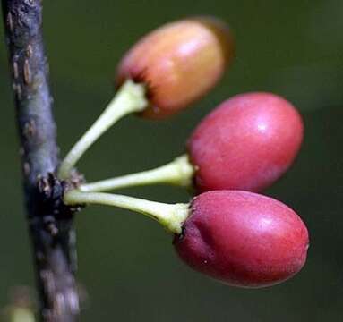 Image of Xylosma ilicifolia Northr.