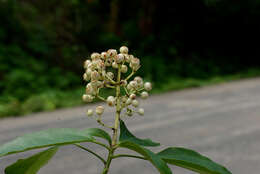 Image of Dendropanax Decne. & Planch.