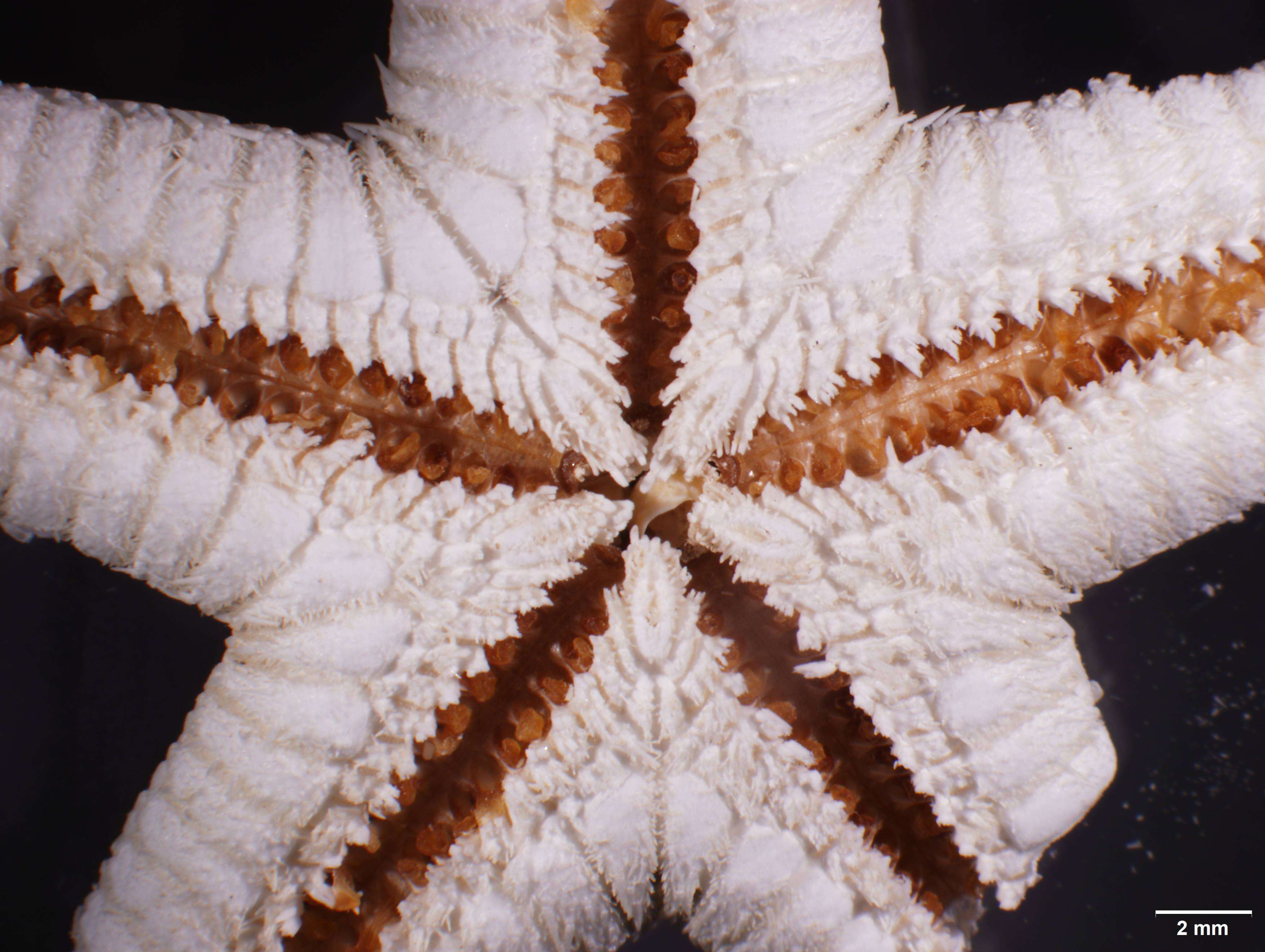 Image of Astropecten cingulatus Sladen 1883