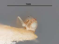 Image de Pseudaphycus alveolatifrons Gahan 1946