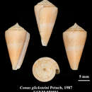 Image of Conus glicksteini Petuch 1987