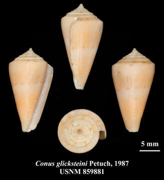 Image of Conus glicksteini Petuch 1987