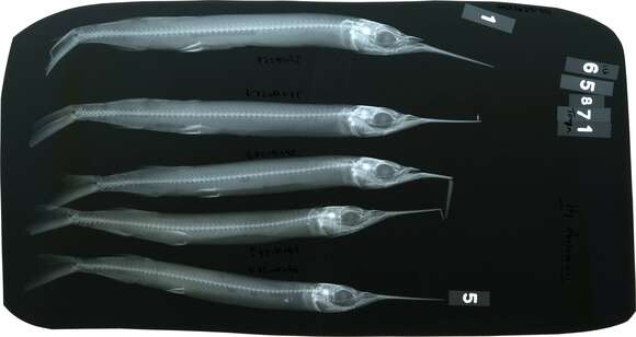 Image of Dussumier's halfbeak