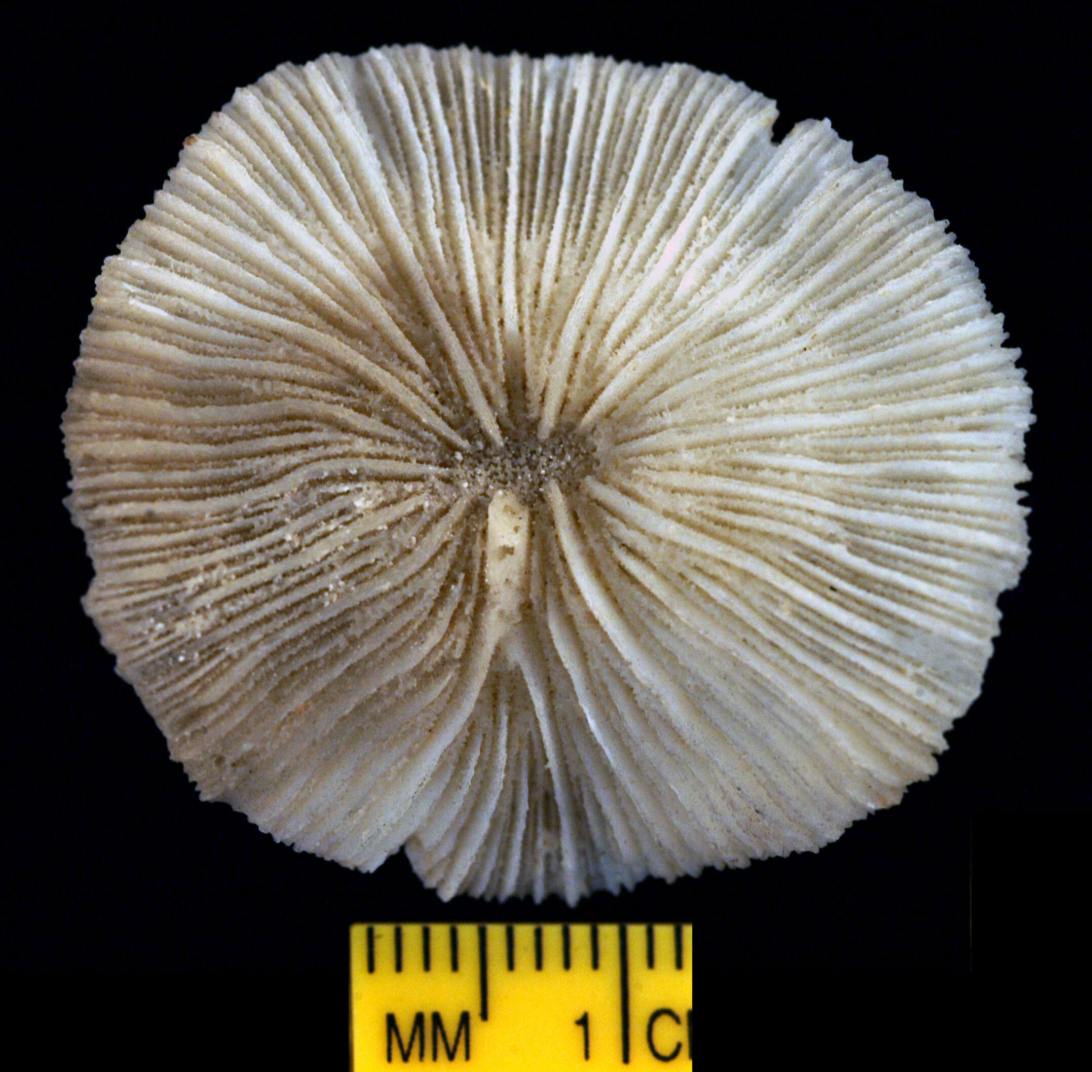 Image of Cycloseris tenuis (Dana 1846)
