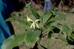 Image of Kauai Clermontia