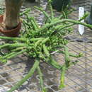 Sivun Euphorbia bisellenbeckii Bruyns kuva