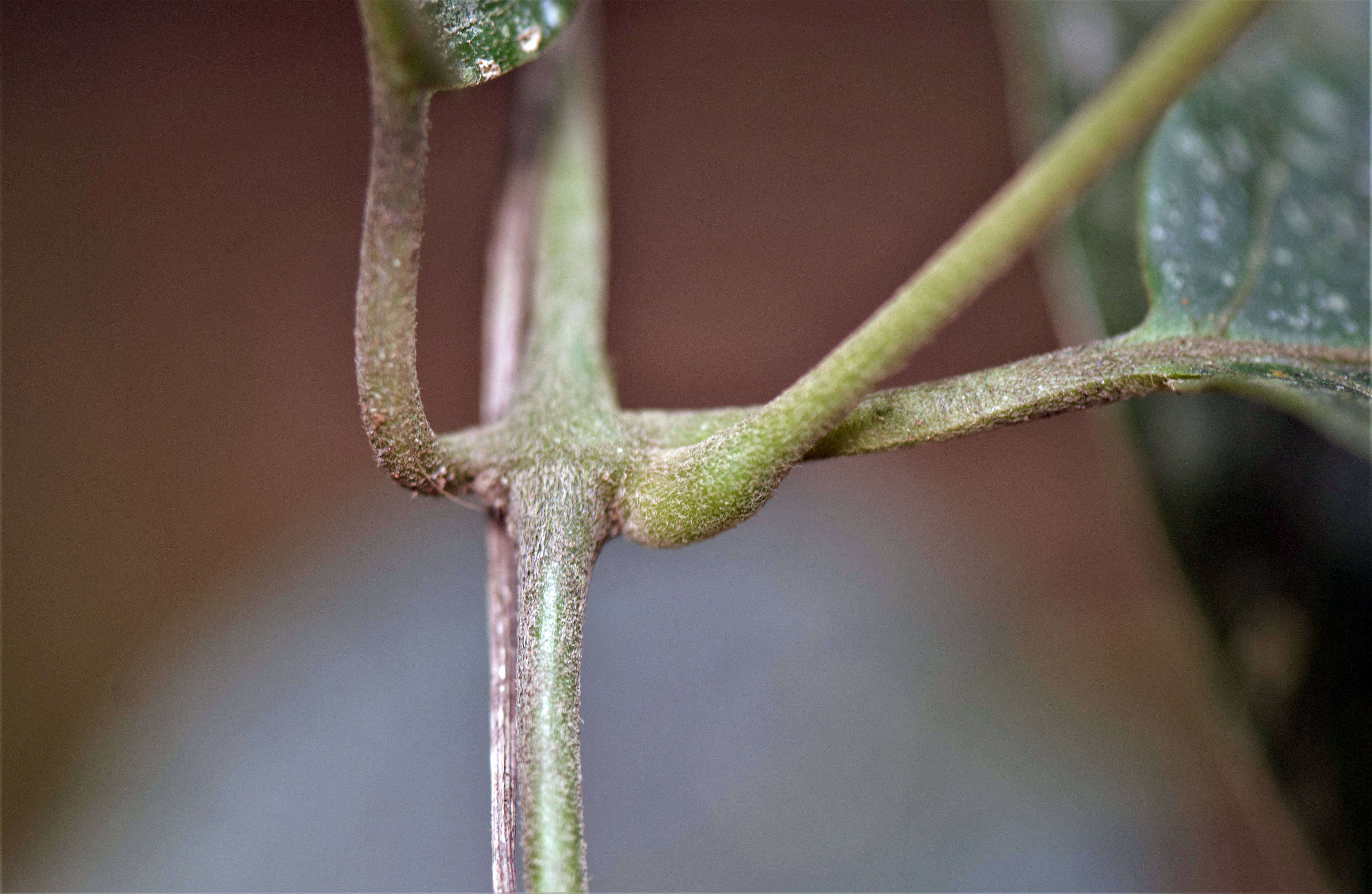 Image of Mendoncia velloziana (C. Martius) Nees