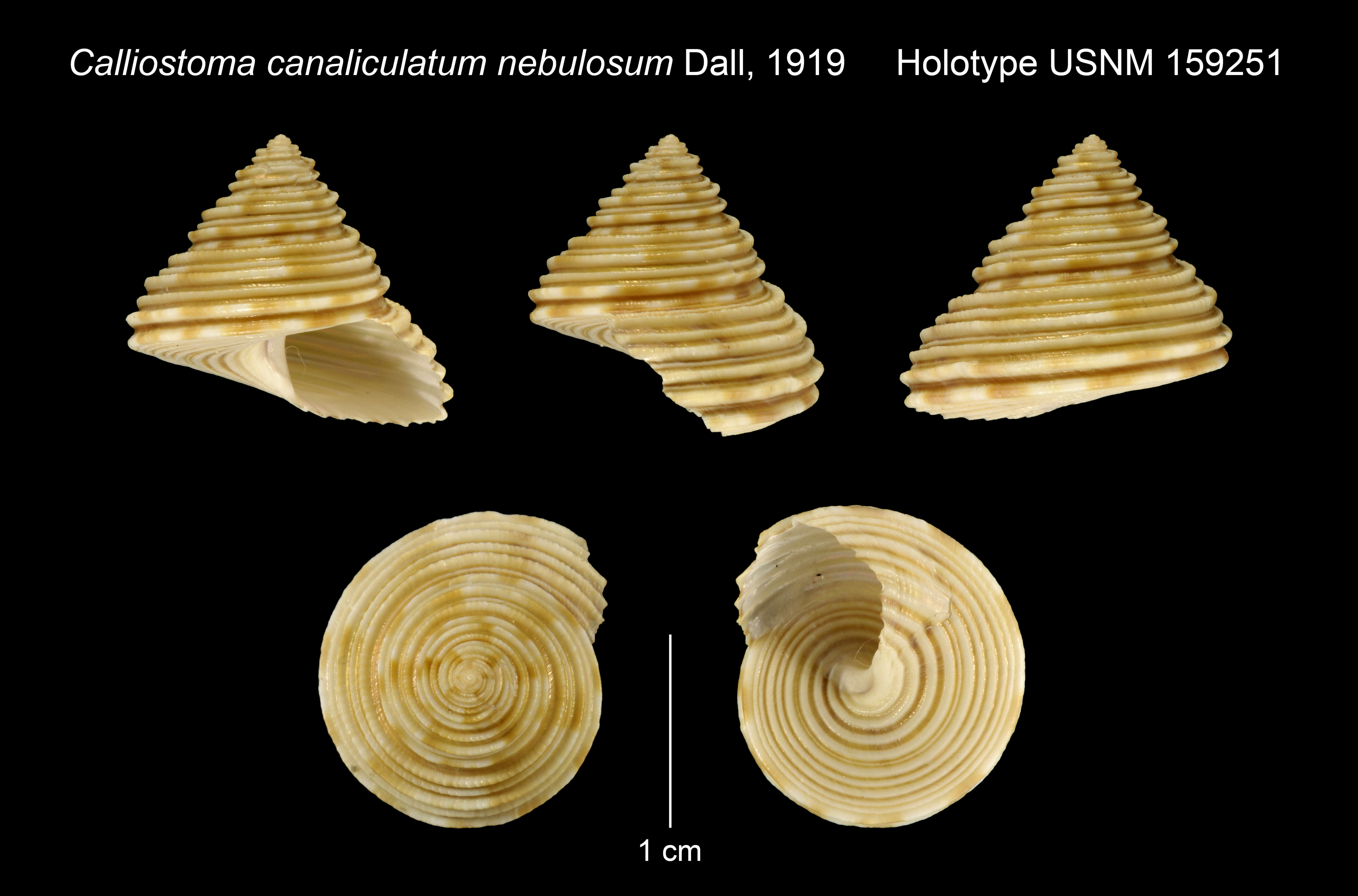 Image of Calliostoma canaliculatum var. nebulosum Dall 1919