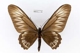 Image of Palawan Birdwing