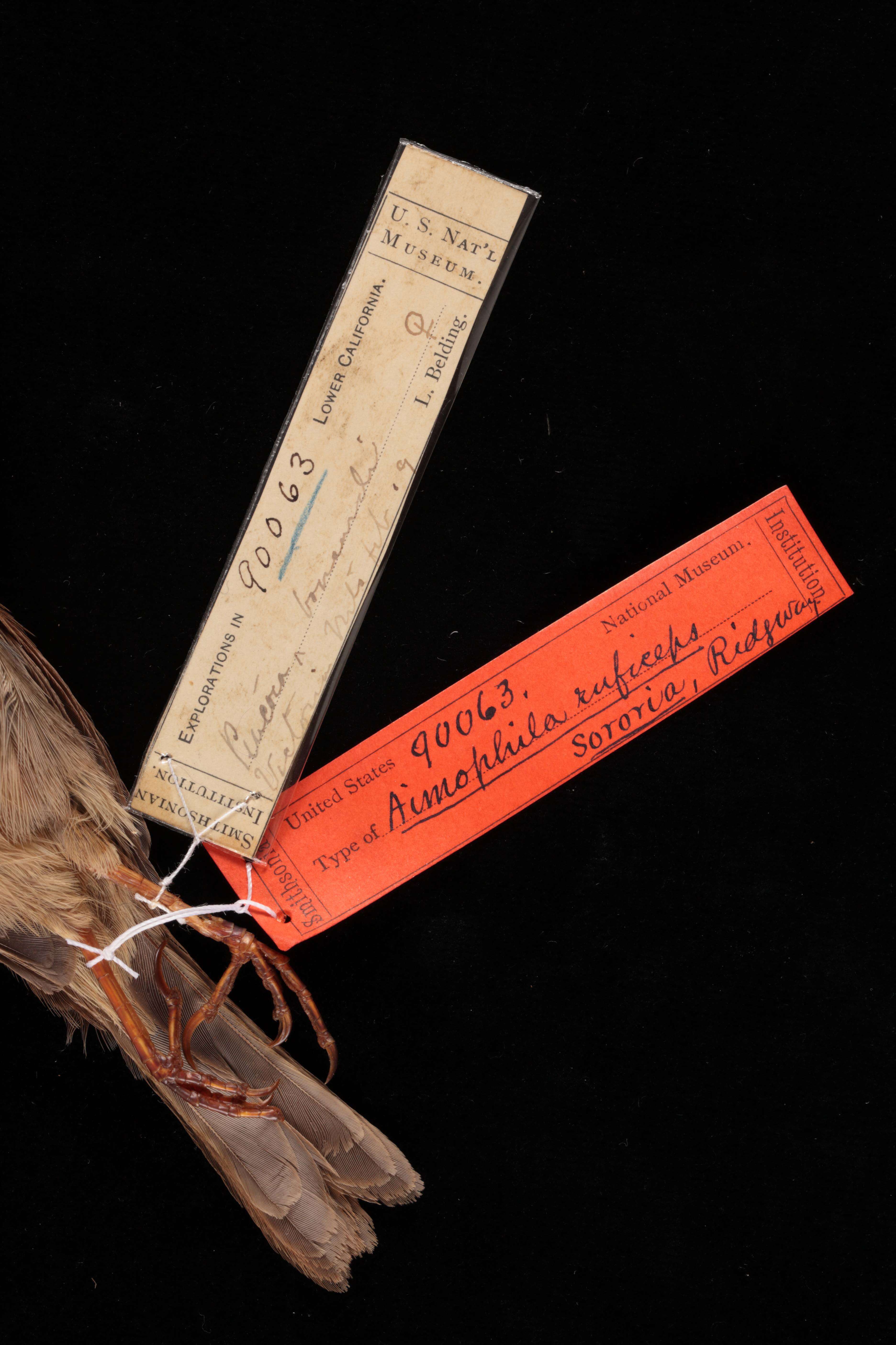 Image of Aimophila ruficeps sororia Ridgway 1898
