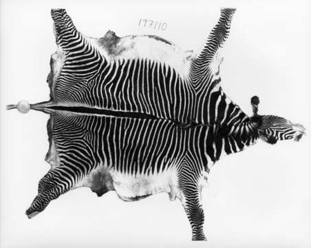 Image of Grevy's Zebra