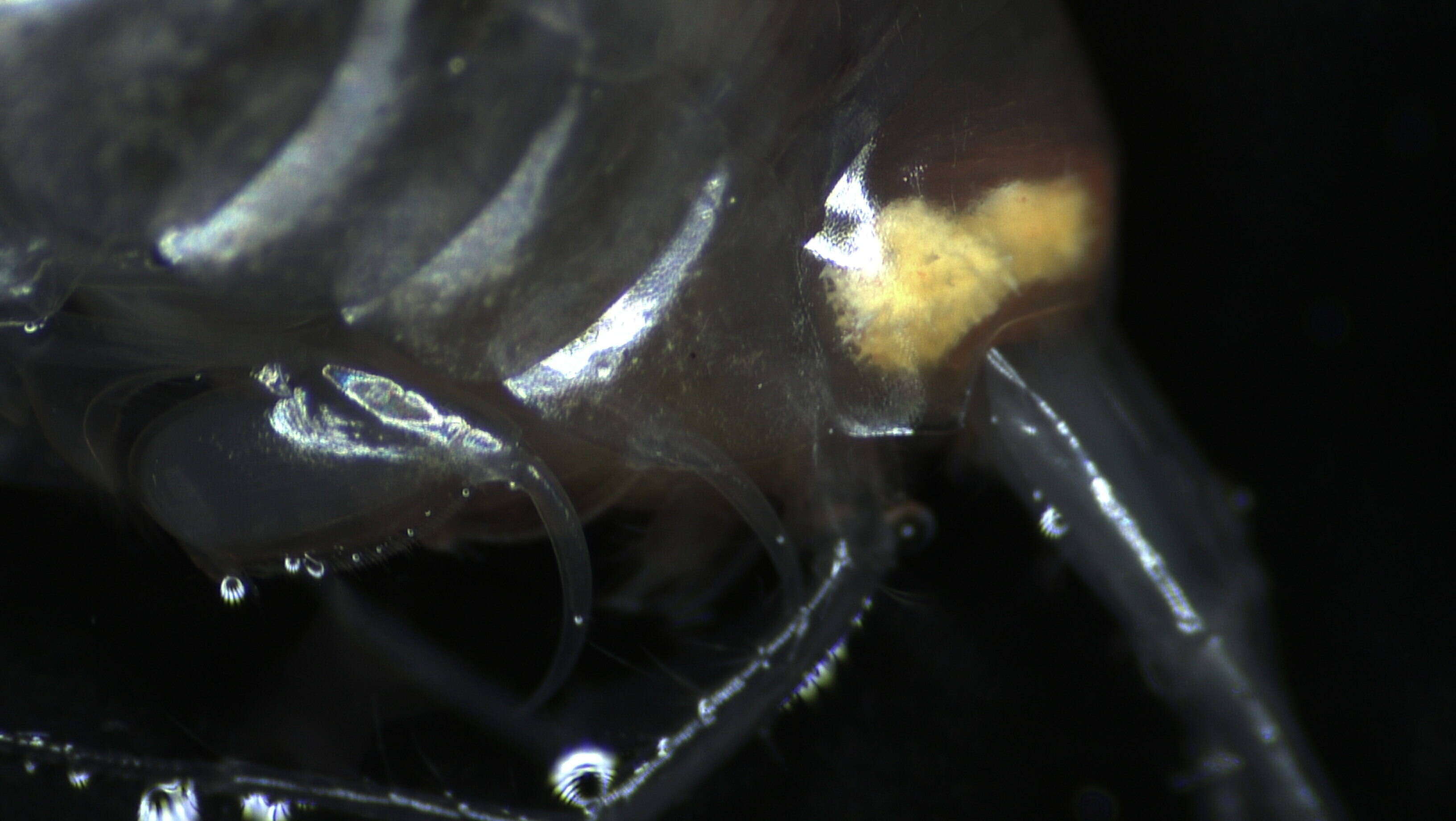 Image of Amphipoda