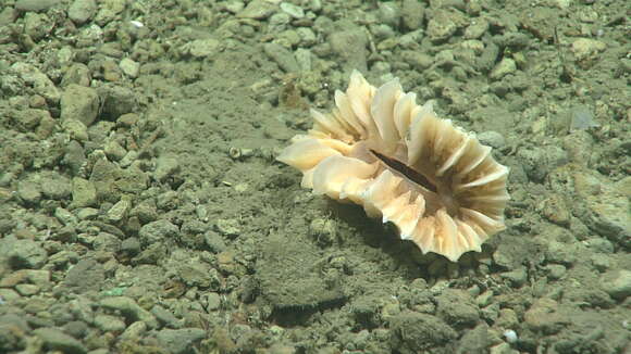 Image of ivory stony coral