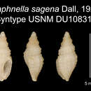 Image of Mangelia sagena (Dall 1927)