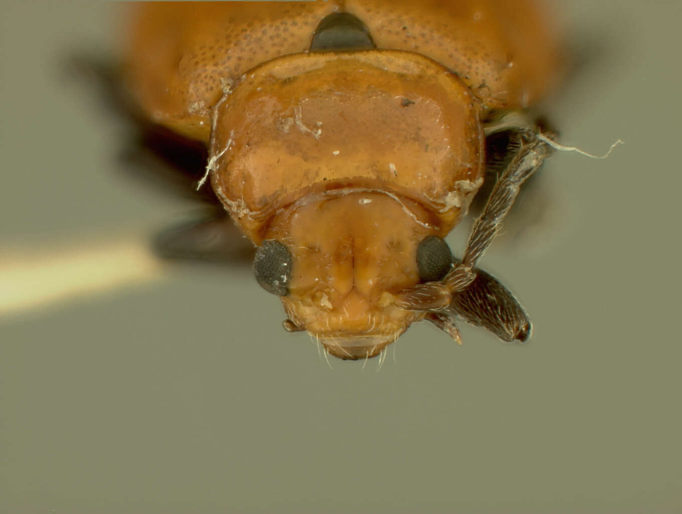 Image of Strabala (Strabala) acuminata Blake 1953