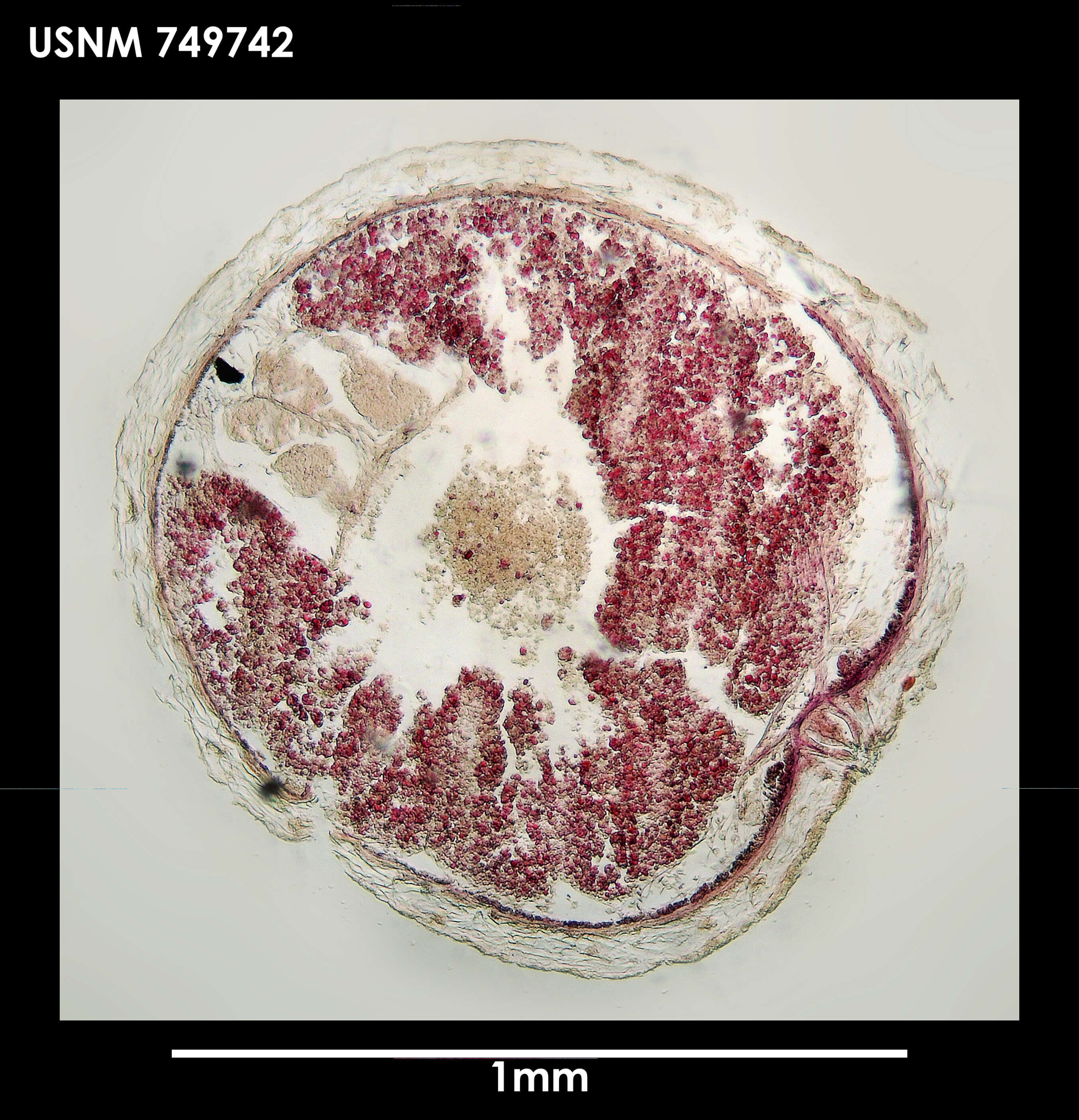 Image of Dorymenia paucidentata Salvini-Plawen 1978