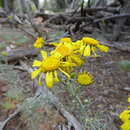 Image of Helenium L.