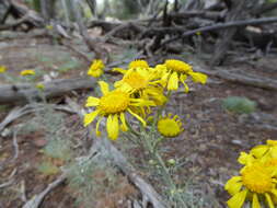 Image of Helenium L.