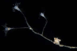 Image of white stickhydroid