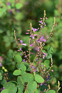 Image of Desmodium orbiculare Schltdl.