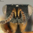 Eurytoma polygraphi (Ashmead 1894) resmi