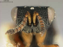 Eurytoma polygraphi (Ashmead 1894) resmi