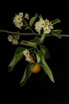 Image of Cordia seleriana Fern.